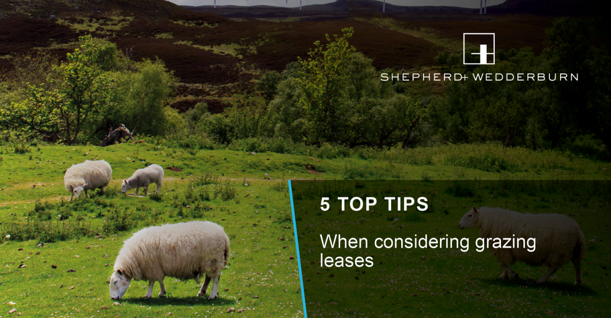 5 top tips when considering grazing leases Shepherd and Wedderburn